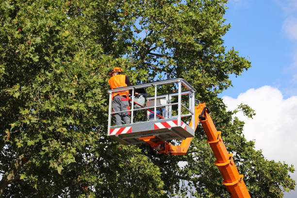 Best Tree Removal  in Elkhorn, CA