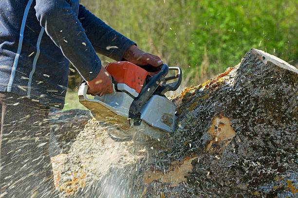 How Our Tree Care Process Works  in  Elkhorn, CA